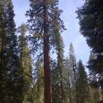 Un sequoia géant, le général sherman